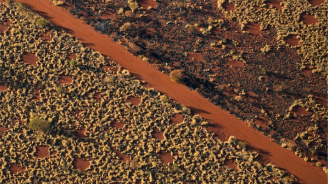 Aerial photograph of the “fairy circles” seen in the desert of northwestern Australia.