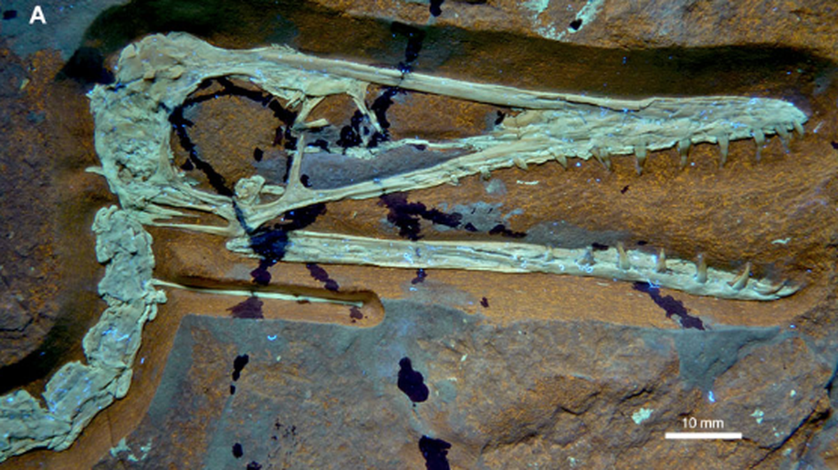 The new species had features from early and late Jurassic period pterosaurs, a study says.