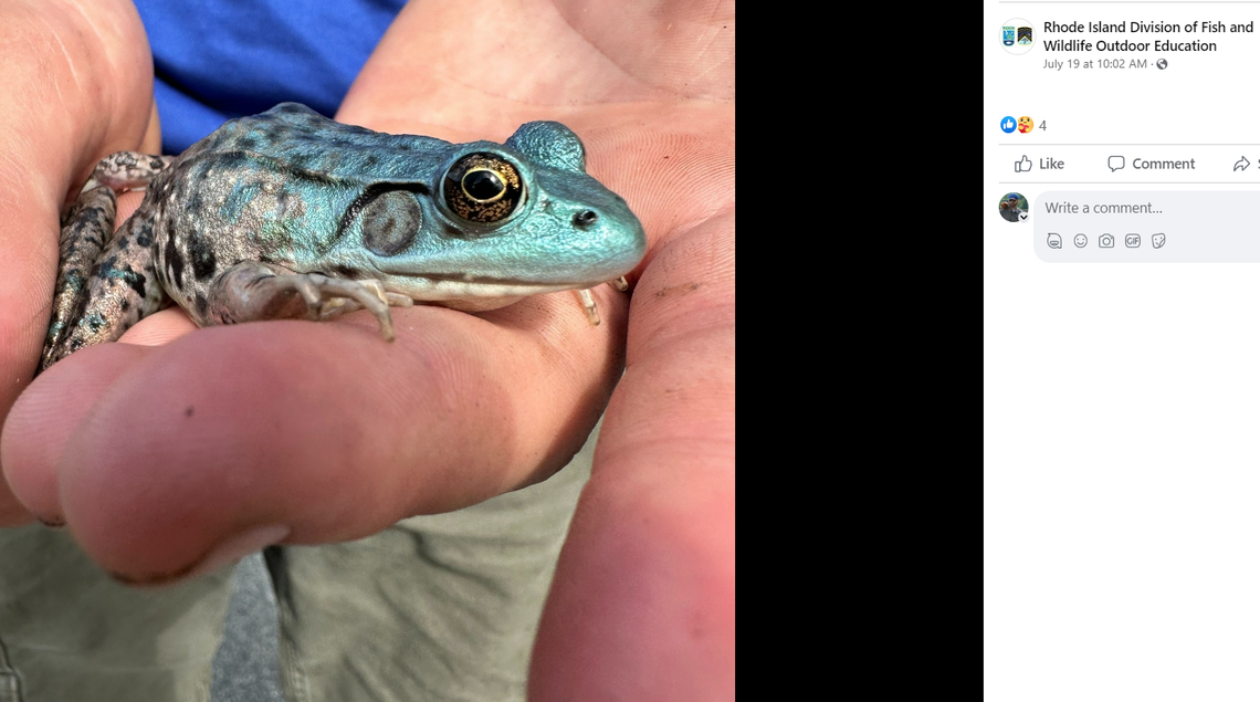 Blue frogs have been found in the past, but it’s a rare phenomenon, the Rhode Island Division of Fish and Wildlife Outdoor Education wrote in a July 19 Facebook post.