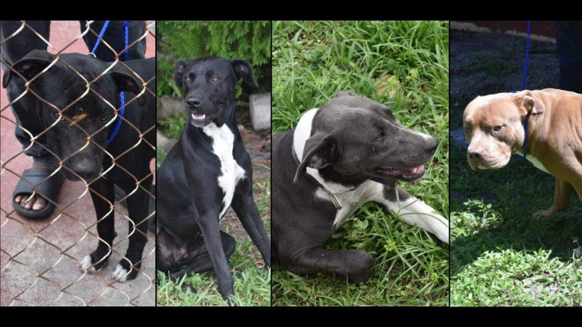 Police release photos of dogs suspected in the fatal mauling of a Miami Gardens woman on Labor Day. DNA testing is underway to confirm involvement.