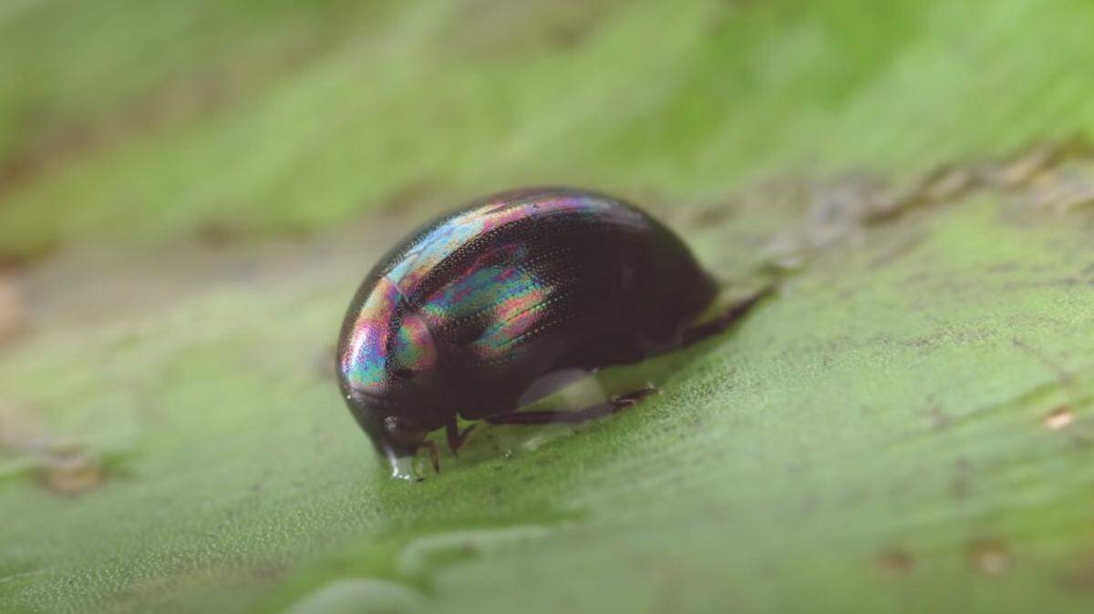 An adult of the aquatic beetle Regimbartia attenuata.