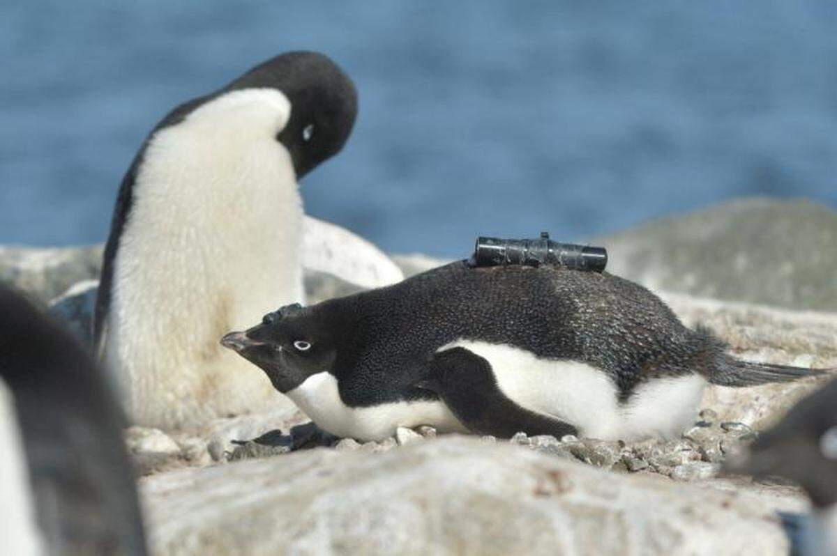 A penguin equipped with a video camera on its back and an accelerometer on its head.