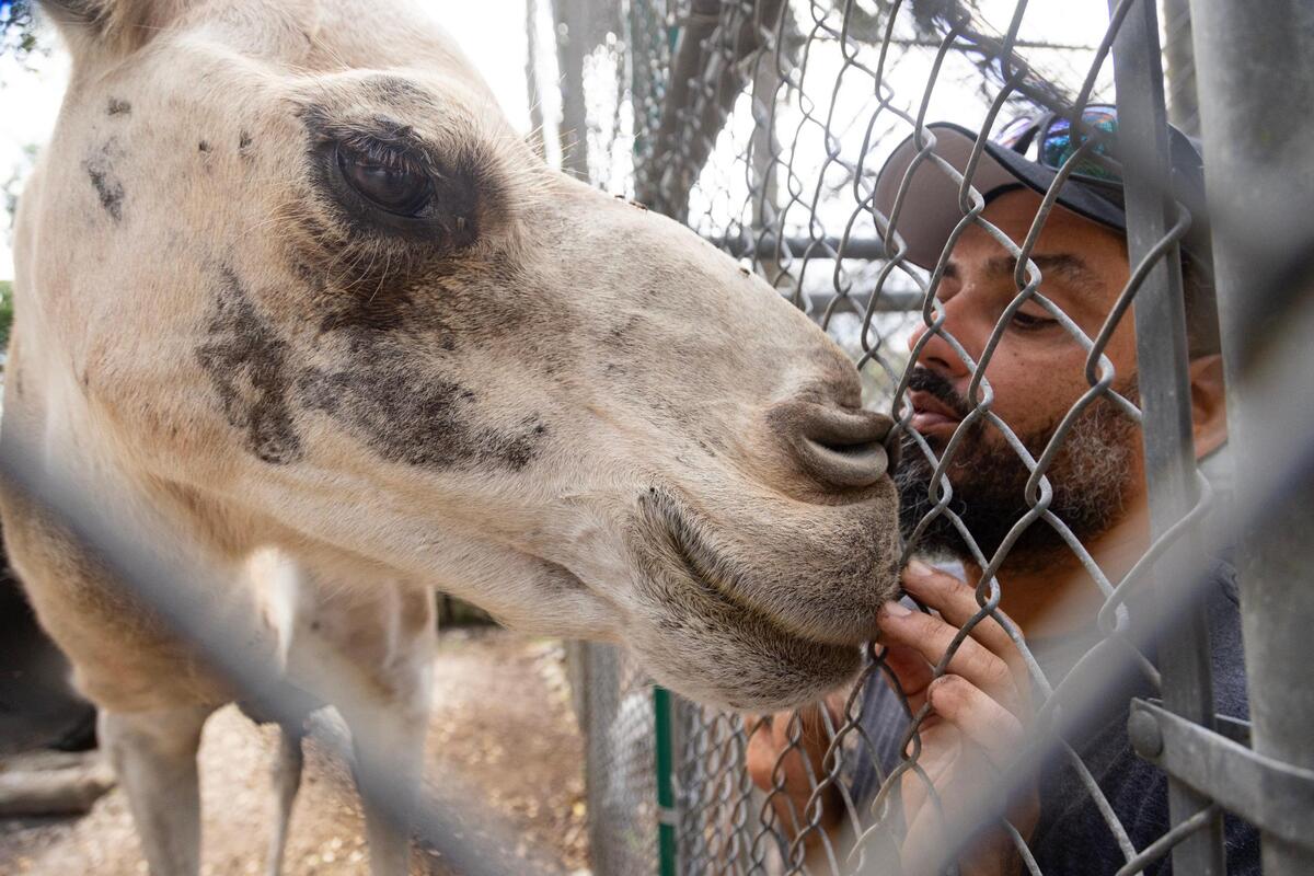 Jeff Rivera kisses Chewy the camel through the fence before Dr. Mader vaccinates him on Aug. 13, 2023. “He’s a big love bug,” he said. He is also the outpost’s largest expense -- his hay alone costs $30,000 per year. Martha Frassica-Rivera does not like to skimp on the quality of the animals’ hay, as she said that can lead to expensive health problems down the line.