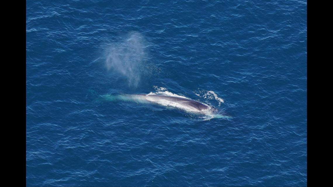 Four fin whales were spotted during the survey.