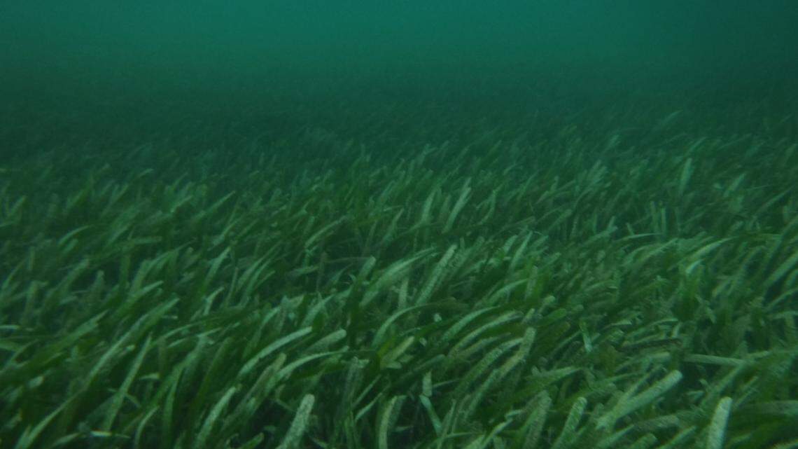 Seagrass die-off in Biscayne Bay could get worse before it  gets better. ‘Work must start now’