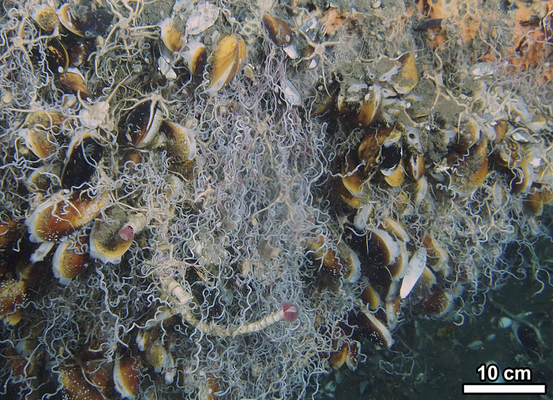 The limpets live on worm tubes or other mollusks.