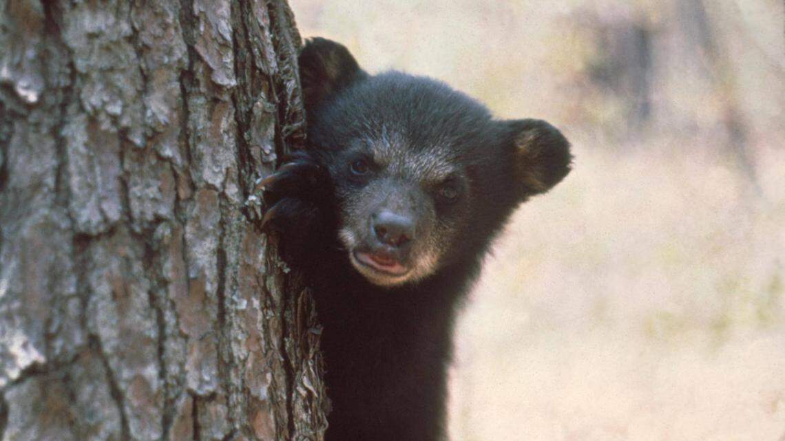 Black bear cub