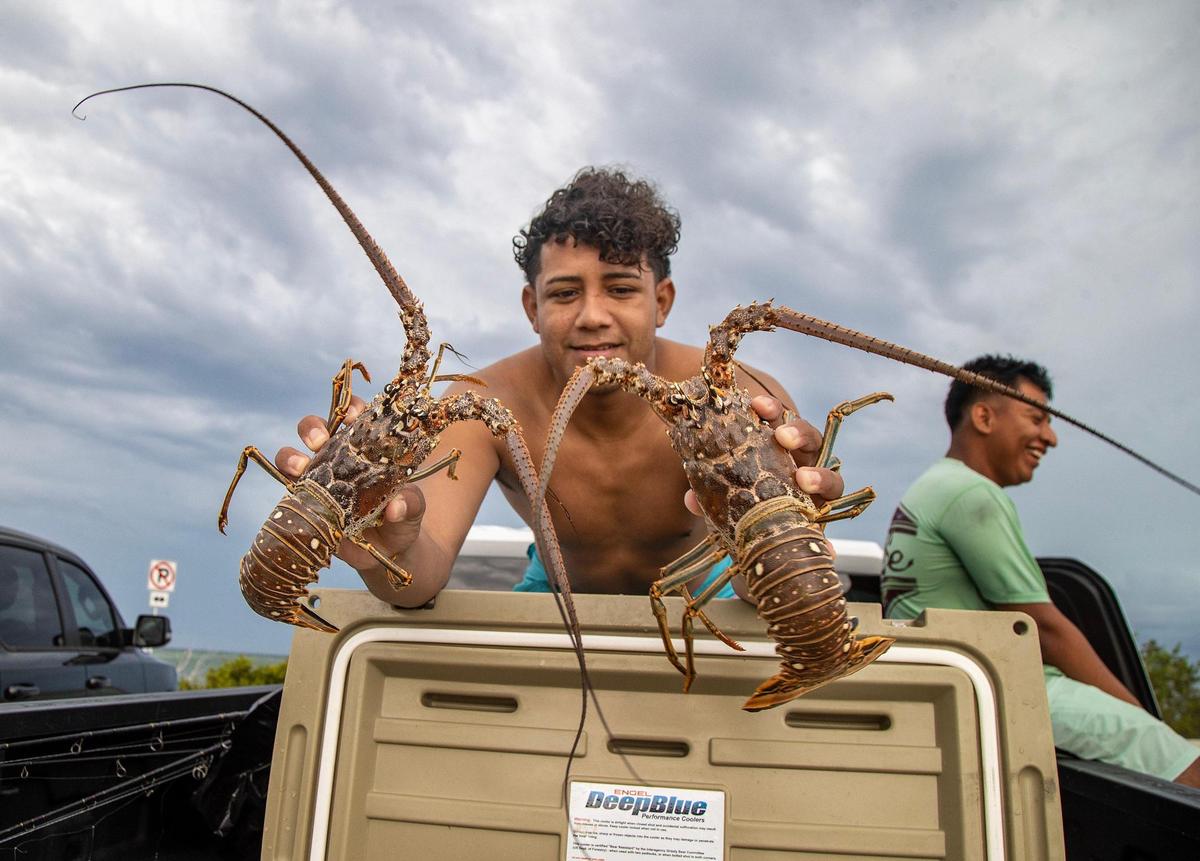 Heynar Mejia of Jupiter displays a couple of Florida spiny lobsters he captured during the first day of lobster miniseason in the Florida Keys on Wednesday, July 26, 2023.