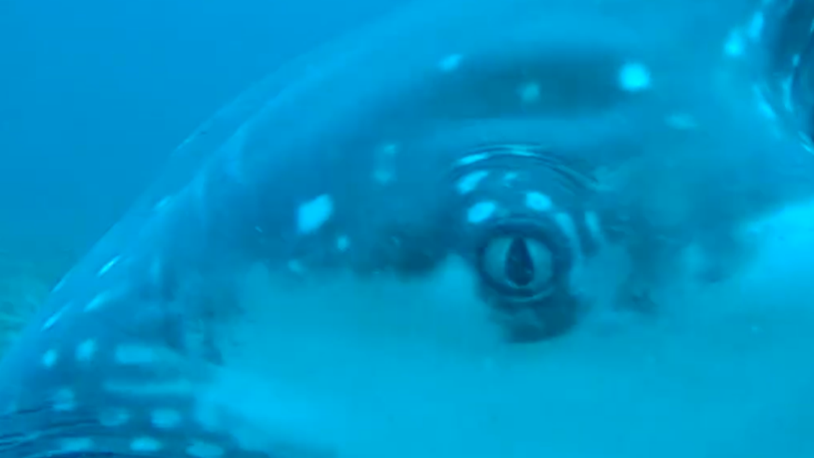 What kind of sea creature was eating crabs from a trap off the coast of Australia? Viewers of video have ideas.