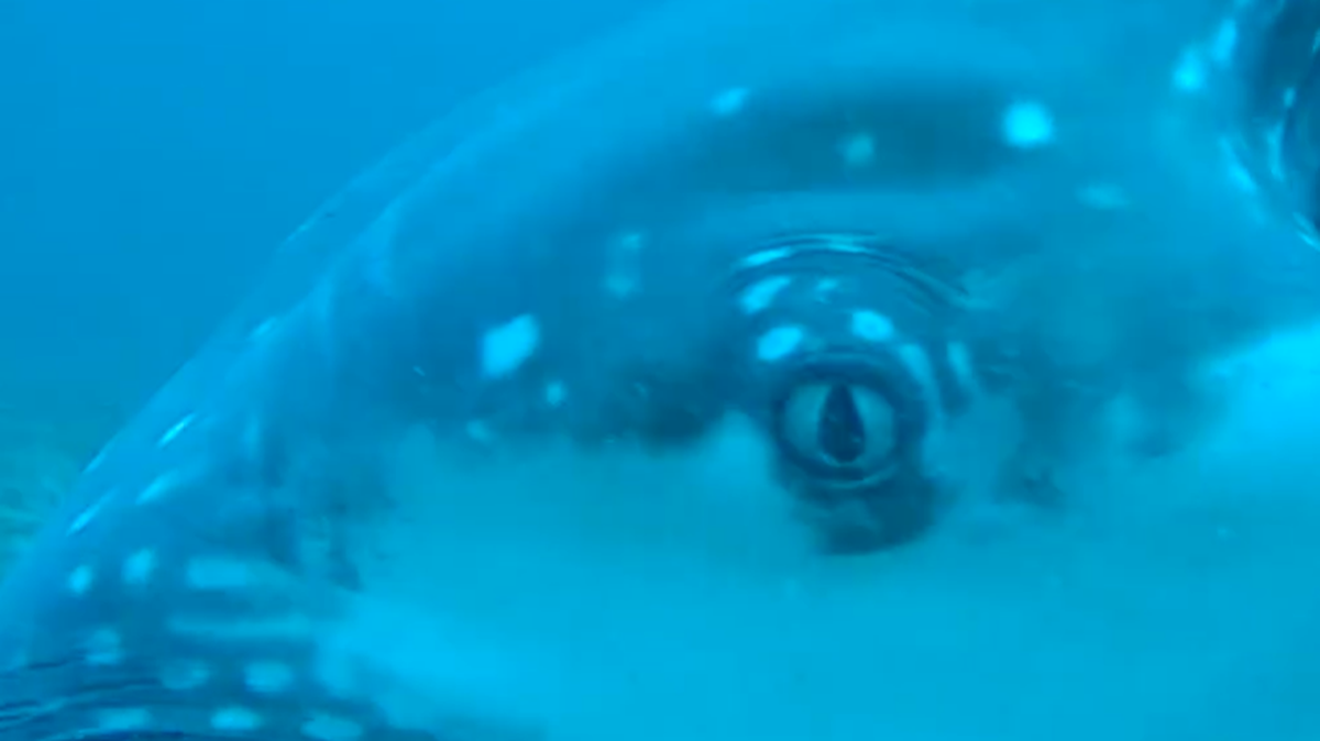 What kind of sea creature was eating crabs from a trap off the coast of Australia? Viewers of video have ideas.