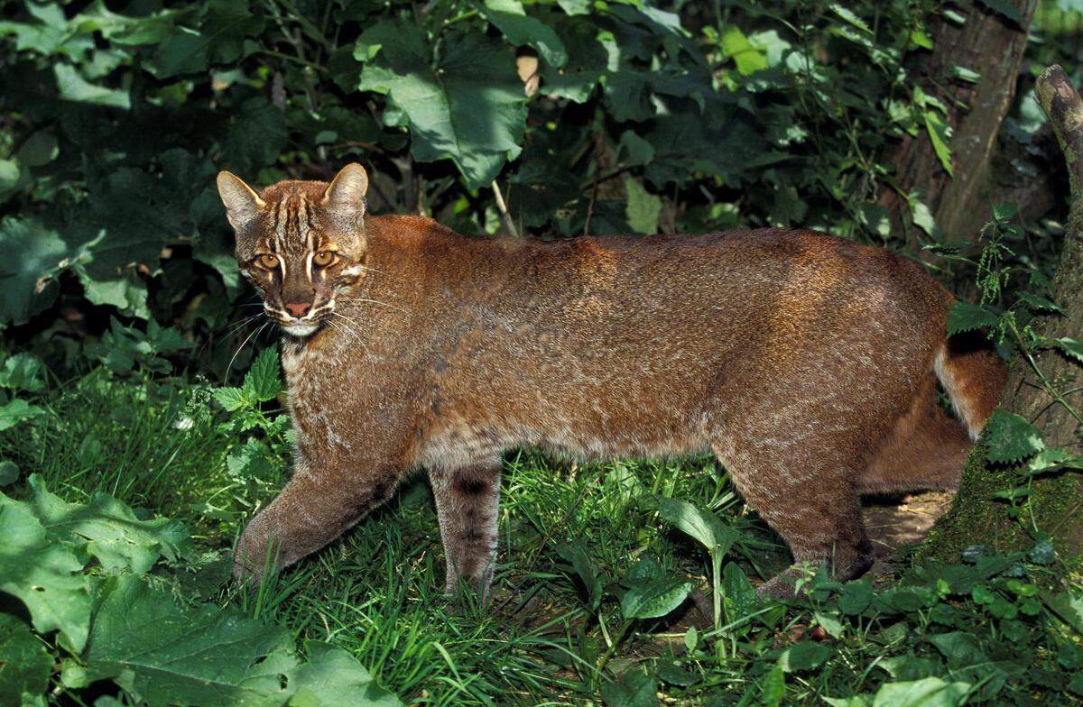 Golden cats are medium-sized with long lengs and a slender body, officials said.