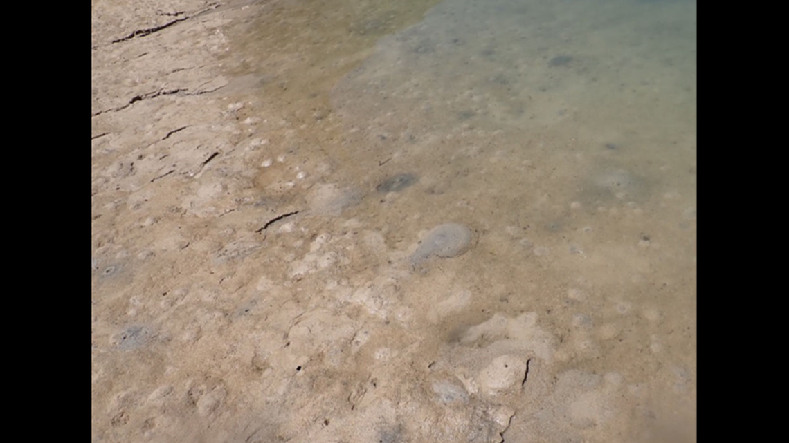 Researchers discovered two new species while exploring shores in Japan, according to a study.