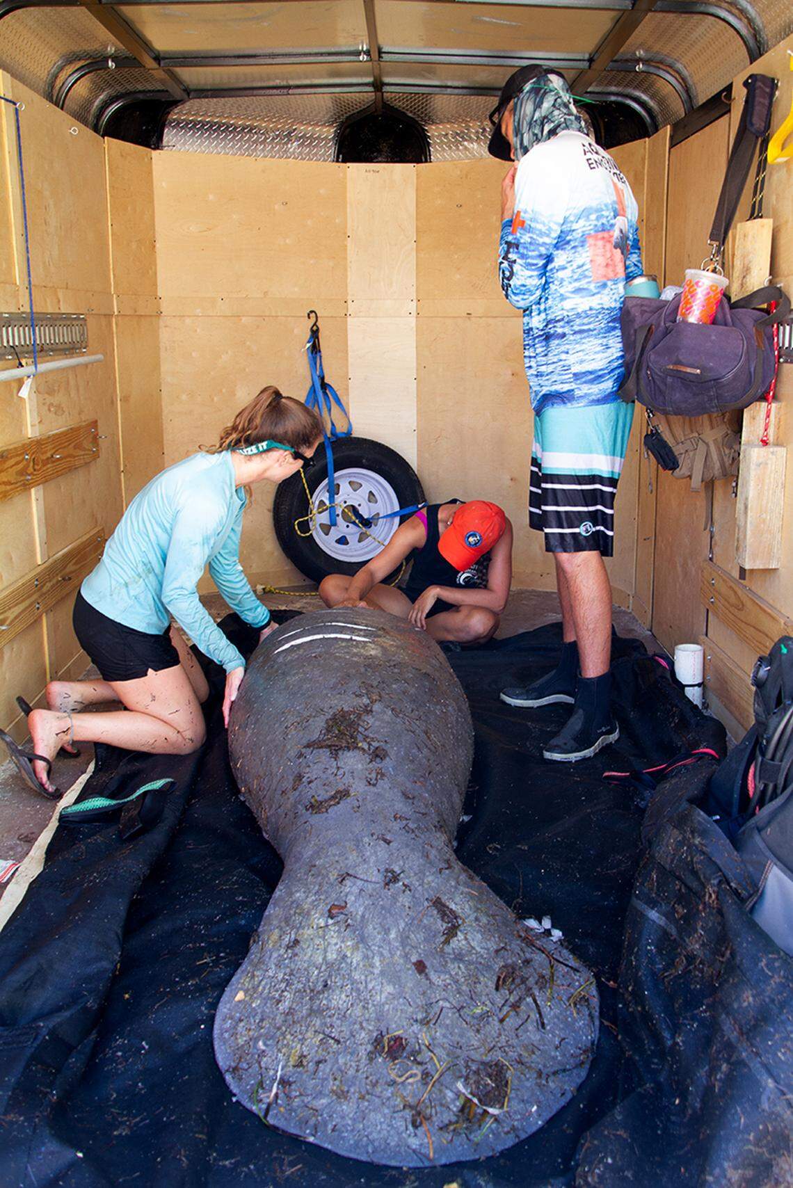 Marine mammal rescuers in the Florida Keys prepare an injured manatee for a trip to the Miami Seaquarium Saturday, March 14, 2020.