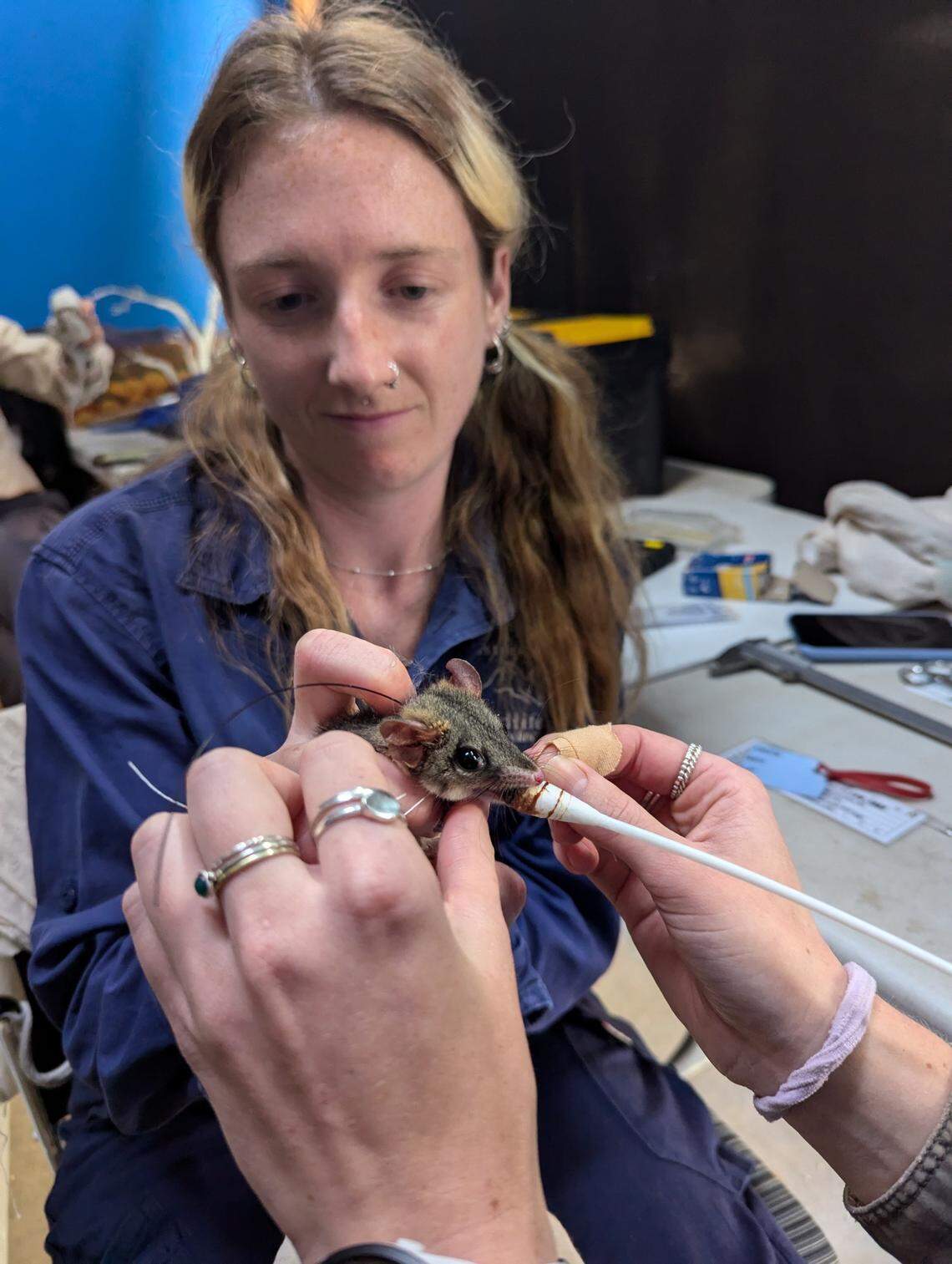 Some of the critters were fitted with tracking collars for wildlife officials to keep tabs on their reintroduction.