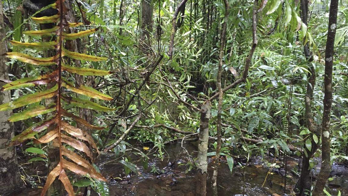 A new species of mud snake was found after specimens were caught from a rubber plantation and a forest wetland in Vietnam.