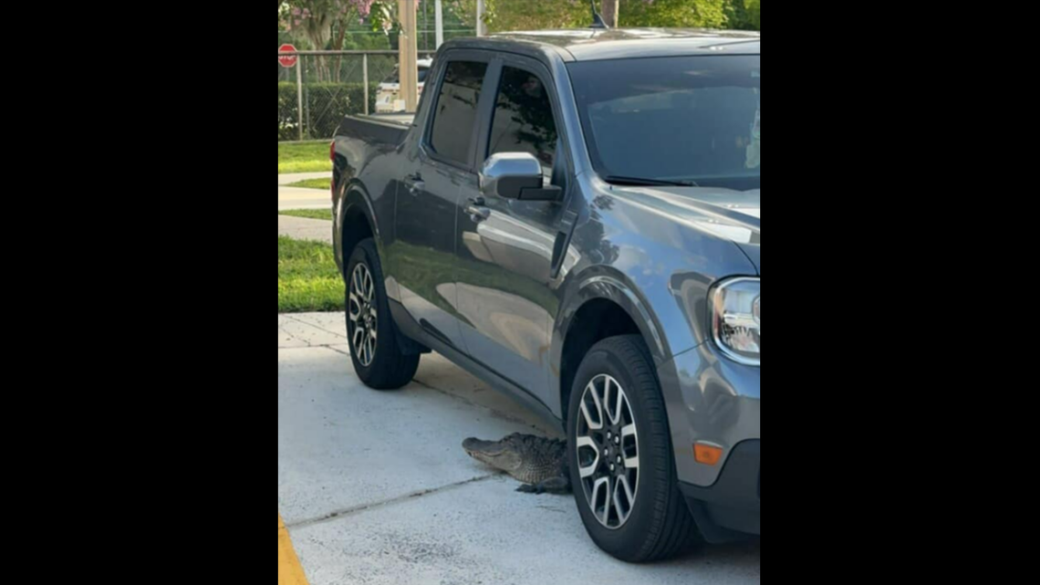 This alligator stopped by Fire Station 85 in East Orange County, Florida, Saturday, May 13, and decided to hang out in the parking lot.