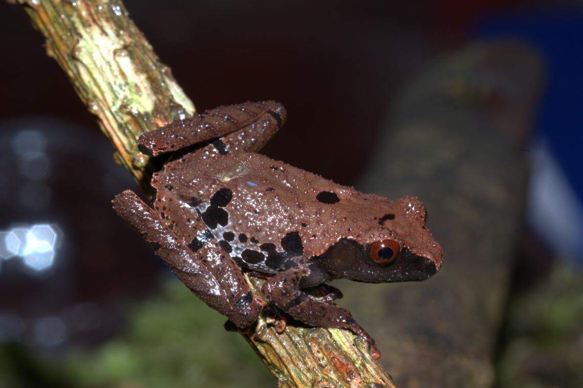 The arboreal species is adapted to a life in the trees.