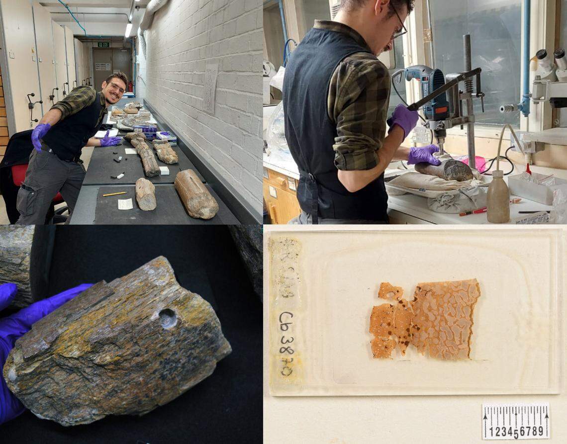 Perillo, a graduate student at the time of the research, took samples from the bones to look at their internal structure.