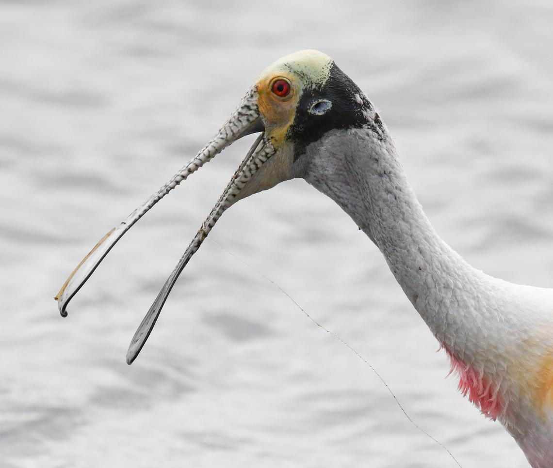 This spoonbill, foraging in the Stick Marsh west of Melbourne, is named for the distinctive shape of its bill. Climate change and other factors have driven the threatened birds from South Florida to Central Florida and other southern states, experts say.