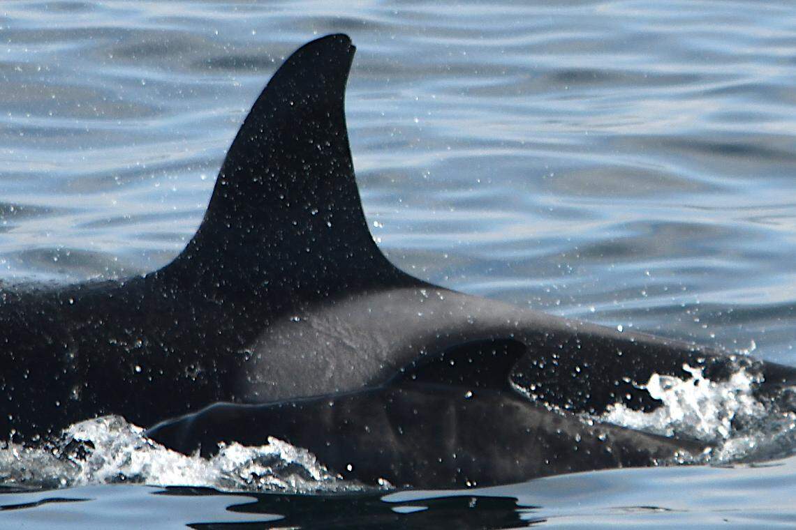 The newborn pilot whale does not have the distinctive white pattern like the nearby killer whale.