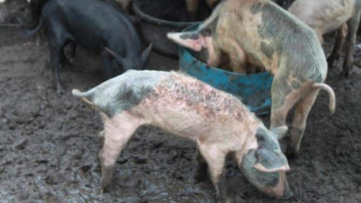 Lee County Sheriff’s Office said some of the pigs suffered from starvation.