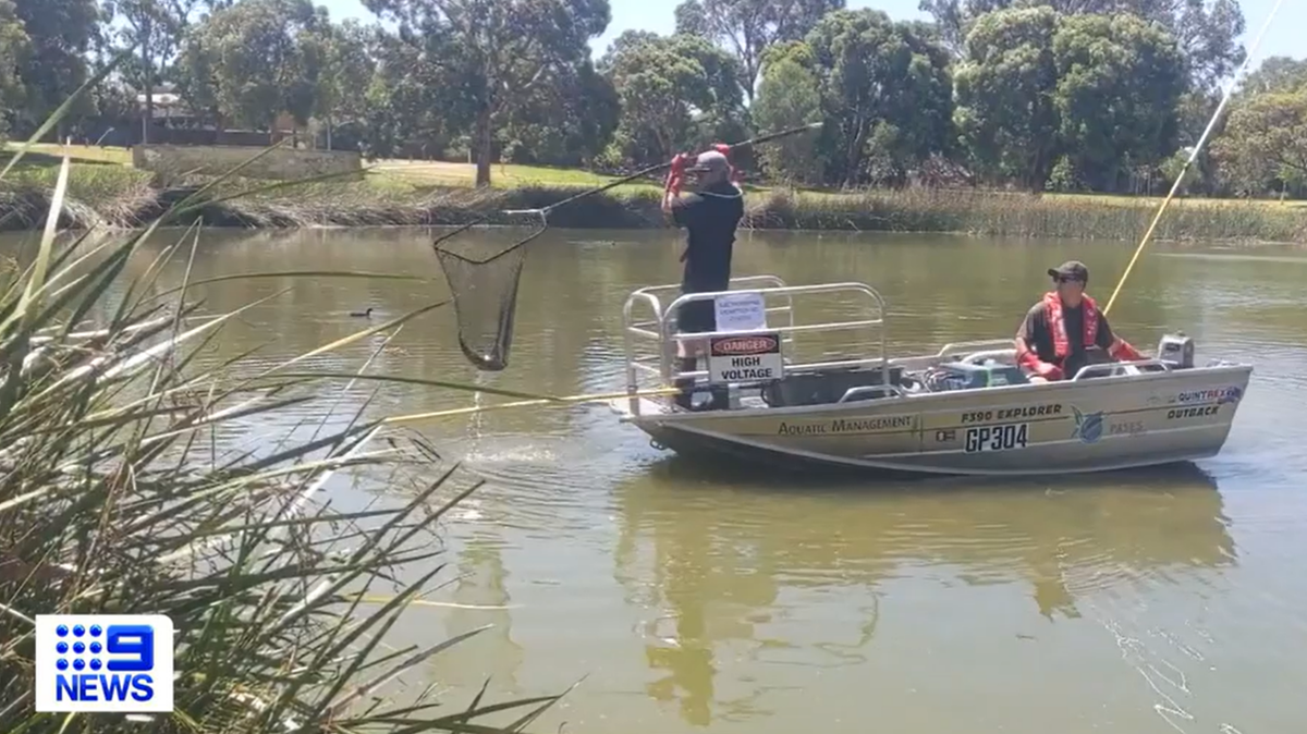 A “record-breaking goldfish” was caught in a suburban lake in Australia, according to biologists.