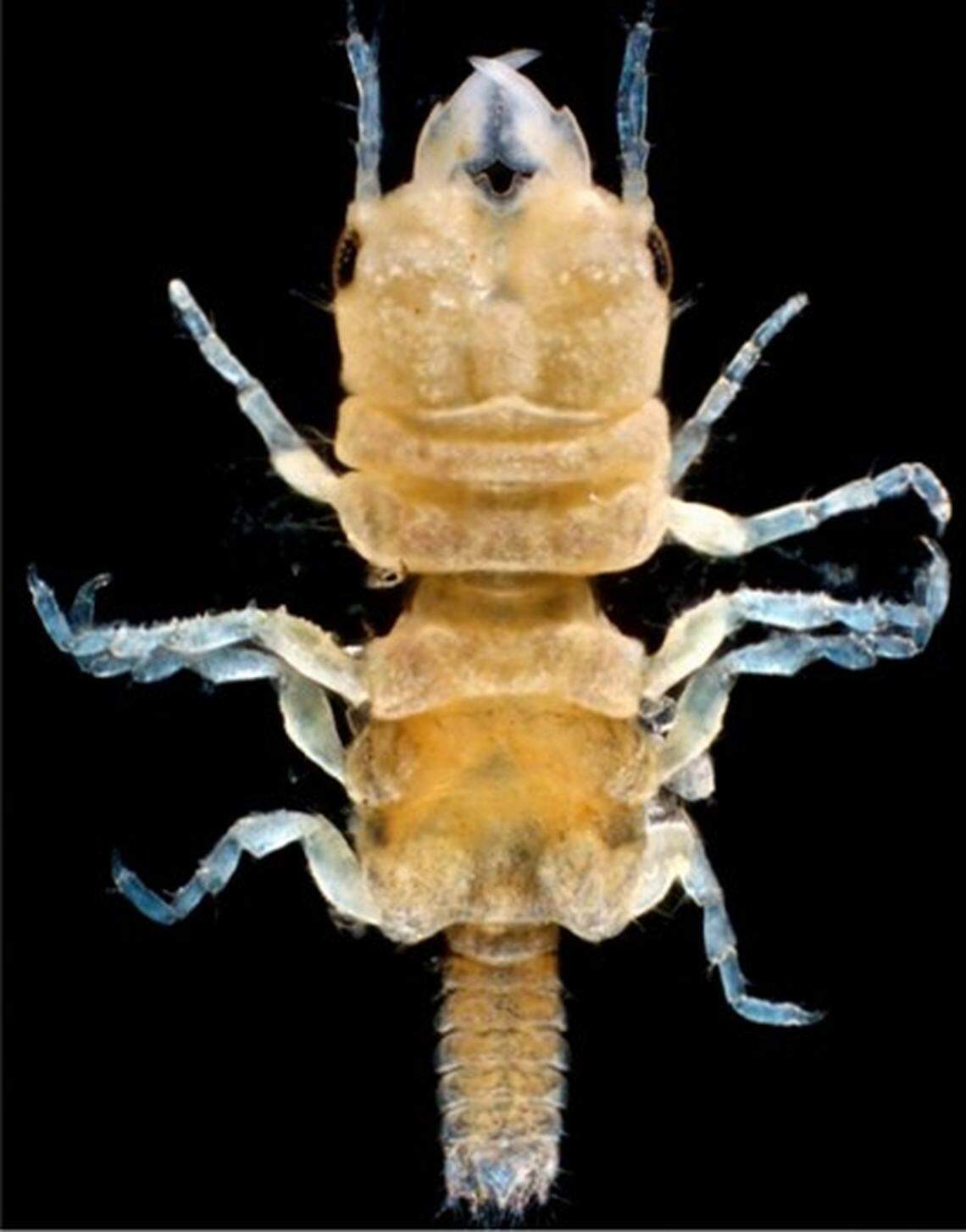 Gnathia jimmybuffetti, a member of a group of crustaceans called gnathiid isopods, was discovered in the Florida Keys by a group of scientists from the University of Miami’s Rosenstiel School of Marine, Atmospheric, and Earth Science and the Water Research Group from the Unit for Environmental Sciences and Management at the North-West University in South Africa.