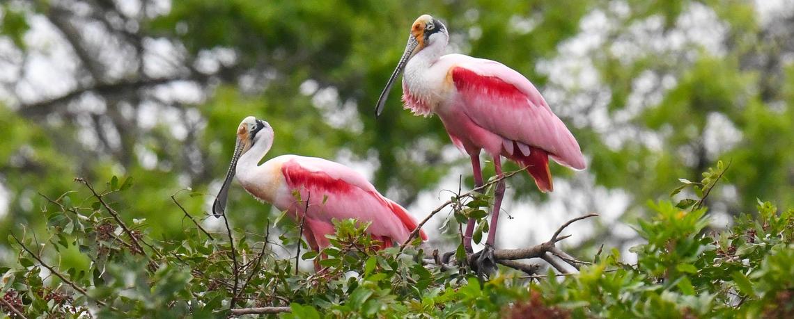 A pair of roseate spoonbills roosts in a tree in the Stick Marsh west of Melbourne in Brevard County. The species, which once was mainly found in Florida Bay and the Everglades, has seen a population rebound as it began to migrate north. Scientists believe climate change is one driving factor behind the move.