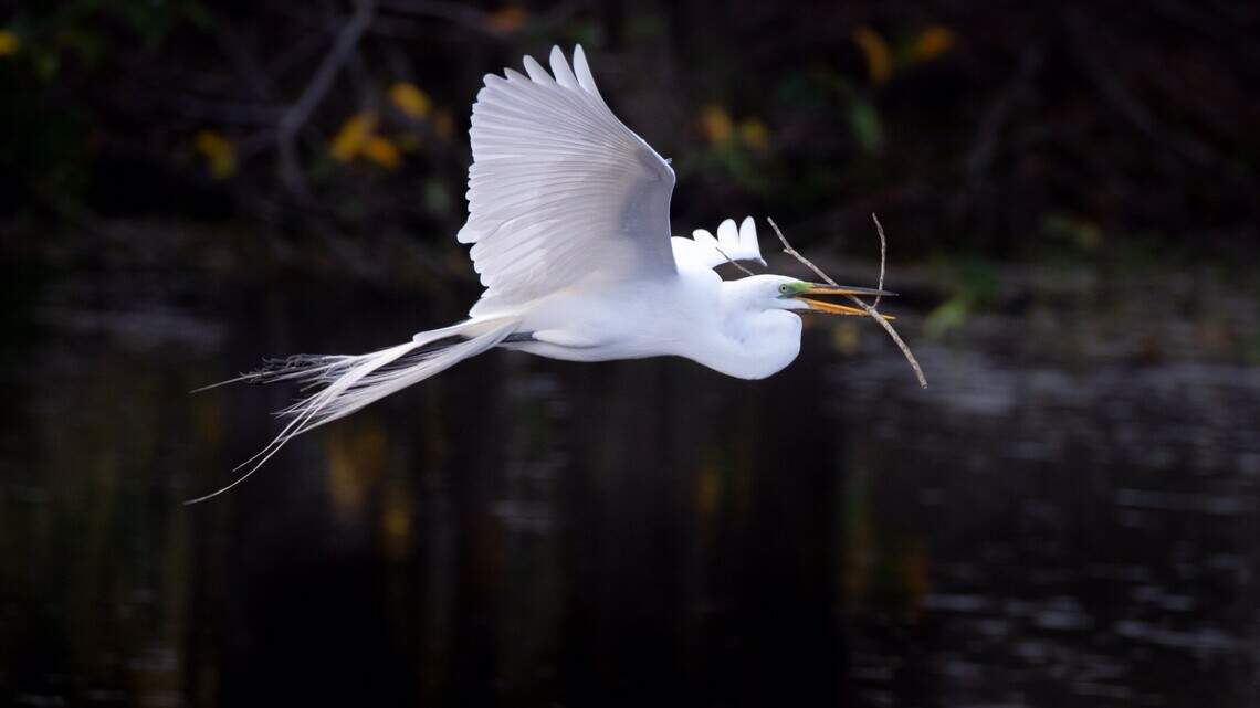 Everglades poised for a ‘phenomenal’ wading bird season with right water balance