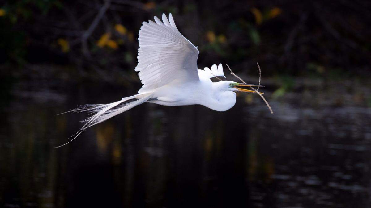 Egrets are among the wading birds that have started to nest early this season as the winter has been dry, creating good foraging conditions.