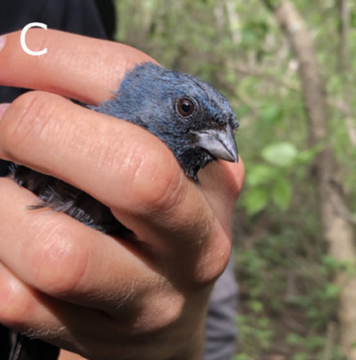 Males are varying shades of black and blue.