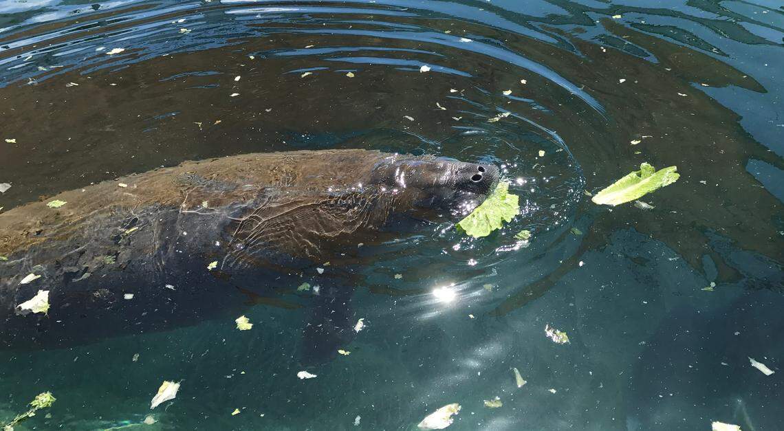 Spookey, an injured seven-foot, young adult female manatee, was rescued in Key Largo in 2019 and taken to the Miami Seaquarium for rehabilitation.