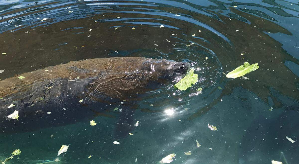 Spookey, una hembra de manatí adulta joven de dos metros, fue rescatada en Cayo Largo en 2019 y llevada al Miami Seaquarium para su rehabilitación.