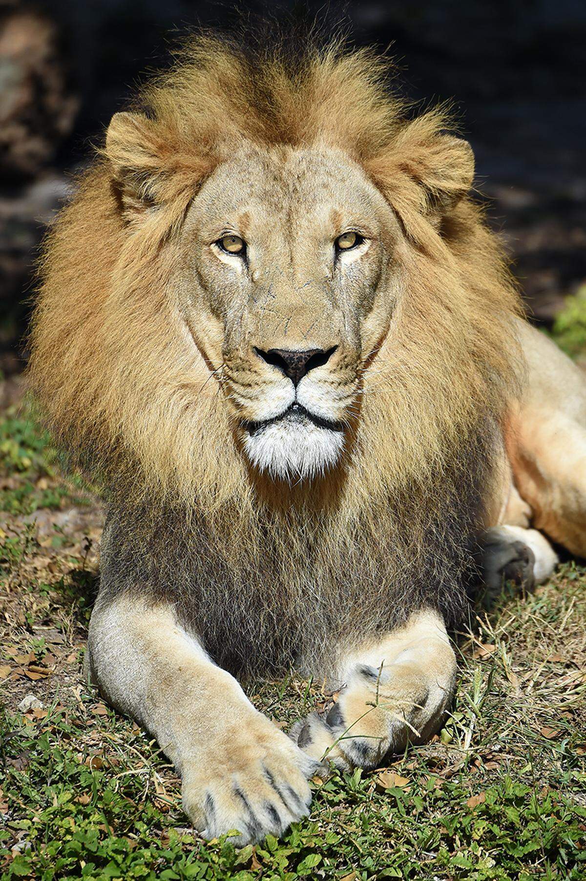 Zoo Miami says goodbye to Jabari, a beloved lion who lived 17 years and led a pride.