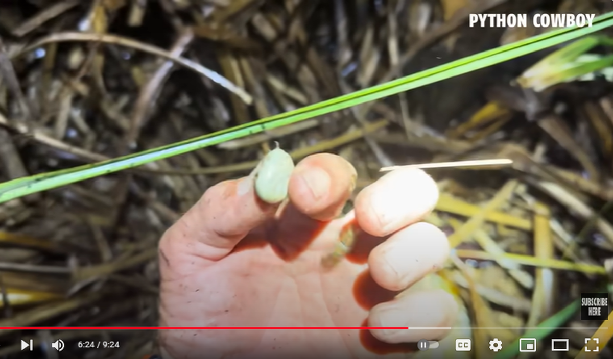 This is one of the large ticks that had fallen off the python into the next of eggs, video shows.