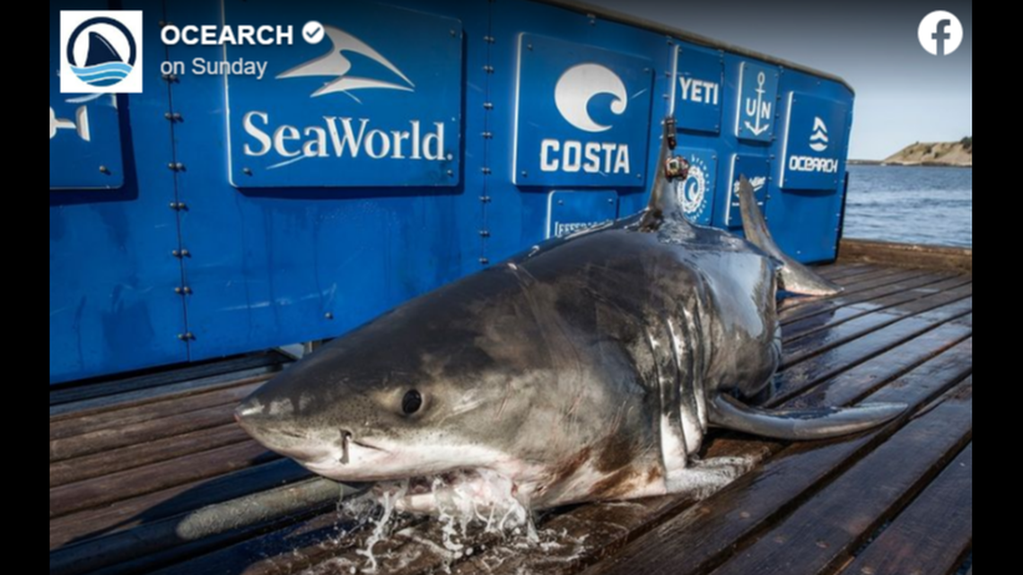 A 13-foot, 4-inch great white shark fitted with a satellite tag vanished off tracking for 10 months, then reappears 1000 miles north, off Cape Cod, OCEARCH says.
