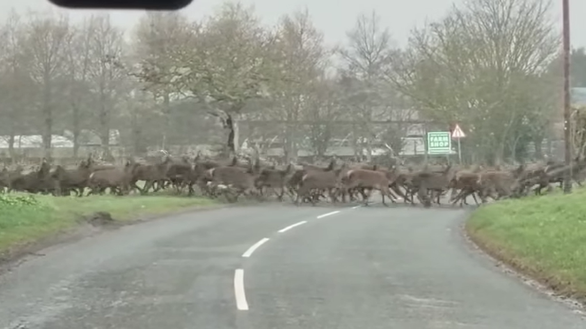 A large herd of deer was spotted crossing a road in rural England, video shows.