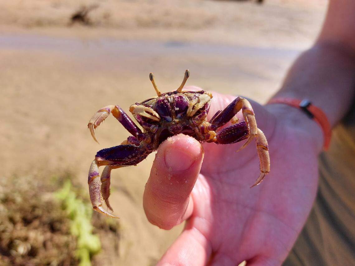 Fiddler crabs live in burrows, which are used for mating (female pictured).