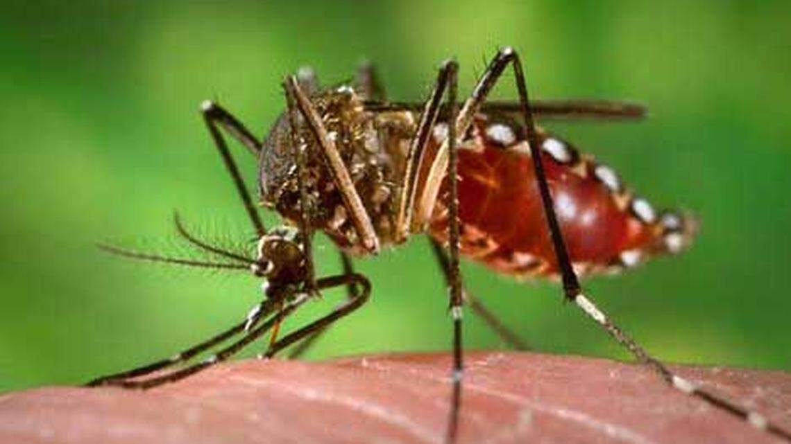 ‘Aedes aegypti’ mosquitoes spread dengue to people through bites. Two people in the Florida Keys contracted dengue after being bitten by infected mosquitoes.