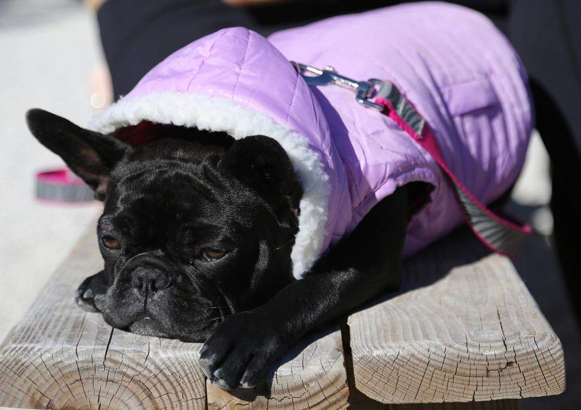 The French bulldog, "Ms. Tata," soaks the sun dressed in her cold weather gear as tourists and locals gathered in Wynwood Yard in this file photo from Dec. 12, 2017.