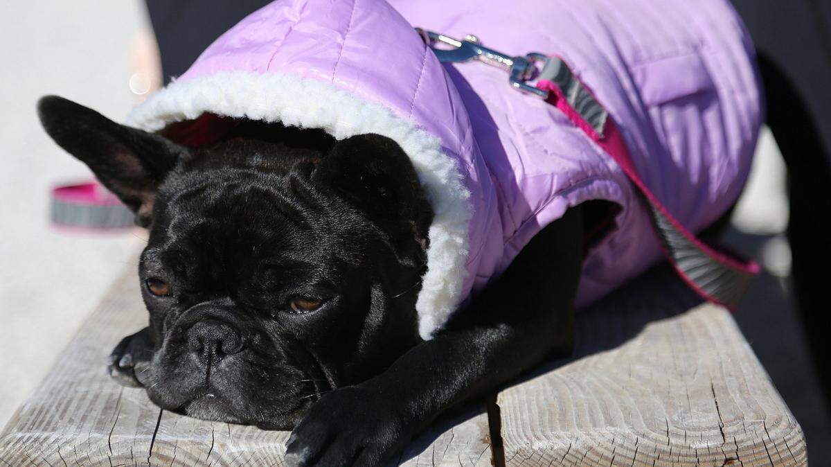 The French bulldog, "Ms. Tata," soaks the sun dressed in her cold weather gear as tourists and locals gathered in Wynwood Yard in this file photo from Dec. 12, 2017.