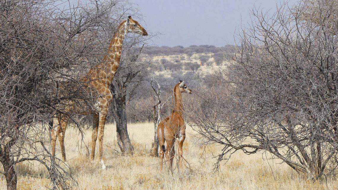 The spotless giraffe stands near its mother.