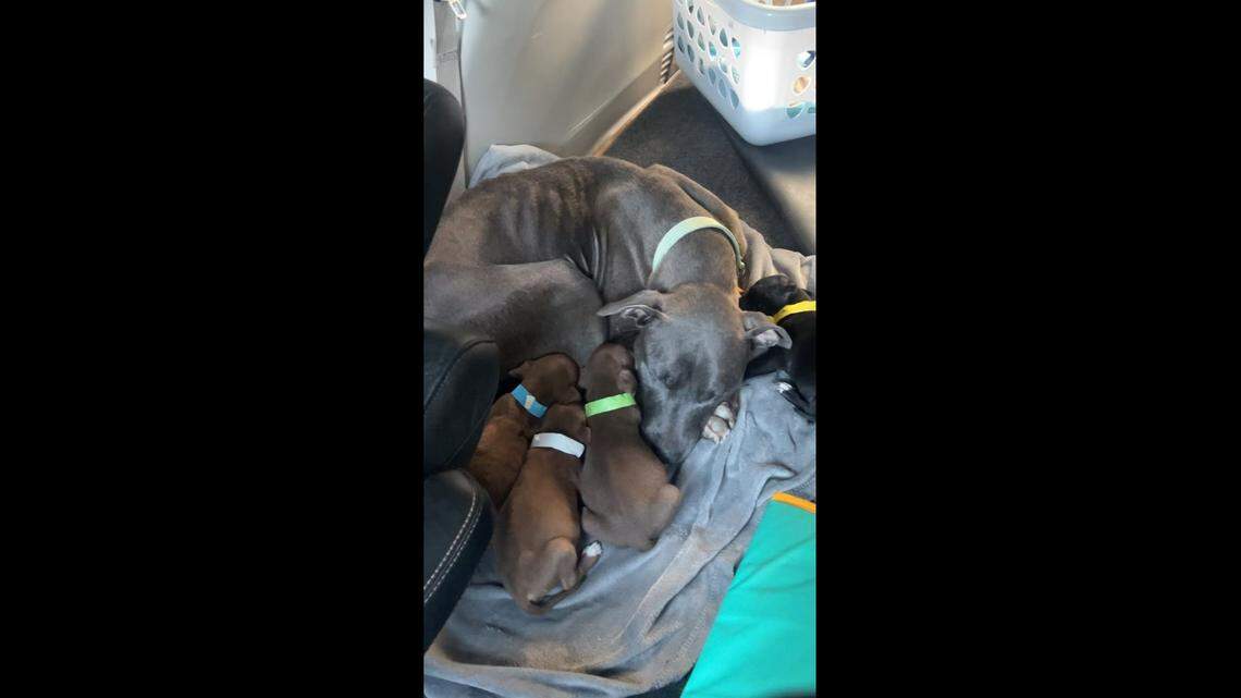 The mama pit bull with her puppies