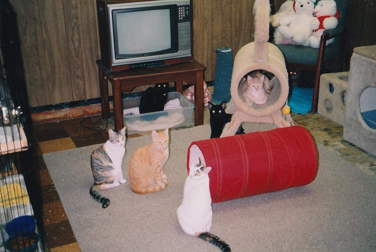 A decades-old photo of cats lounging at Abandoned Pet Rescue, Fort Lauderdale’s only no-kill animal shelter. The shelter is celebrating its 30th anniversary this year.