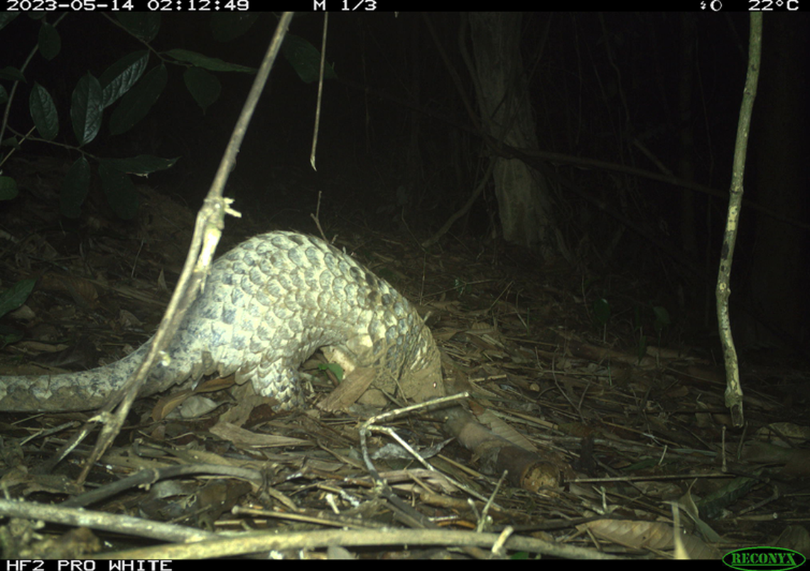 The Sunda pangolin, a critically endangered species, was the biggest surprise in the survey, researchers said.