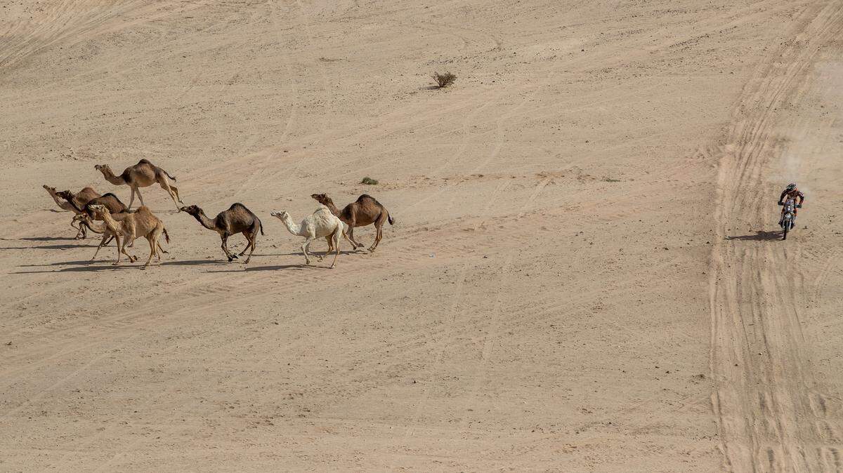 A woman is suing TripAdvisor and its subsidiary for damages after she reportedly broke her arm falling from a runaway camel in Morocco, saying it should have known the tour company used untrained animals.