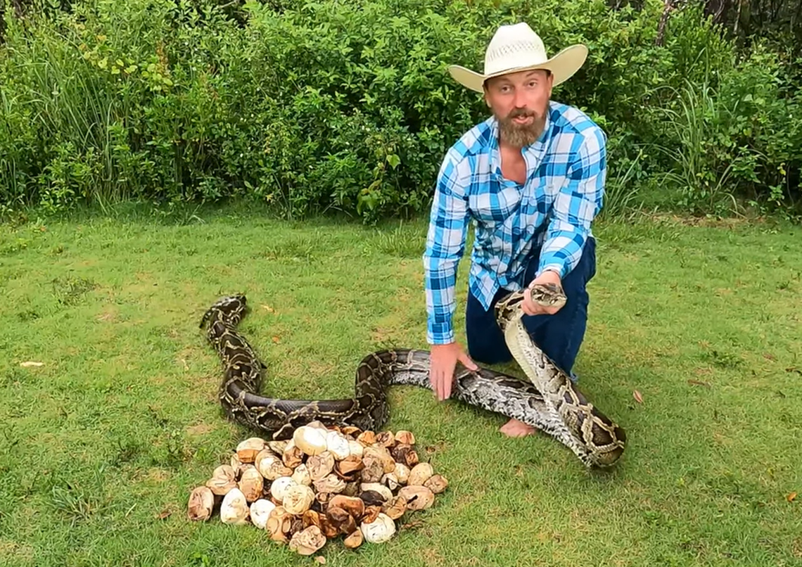 Average for pythons is 50 to 100 eggs, experts say. This nest was 111 eggs.