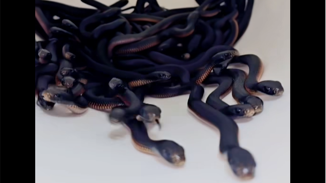 Female snakes congregated in the pile to give birth, snake catchers said.