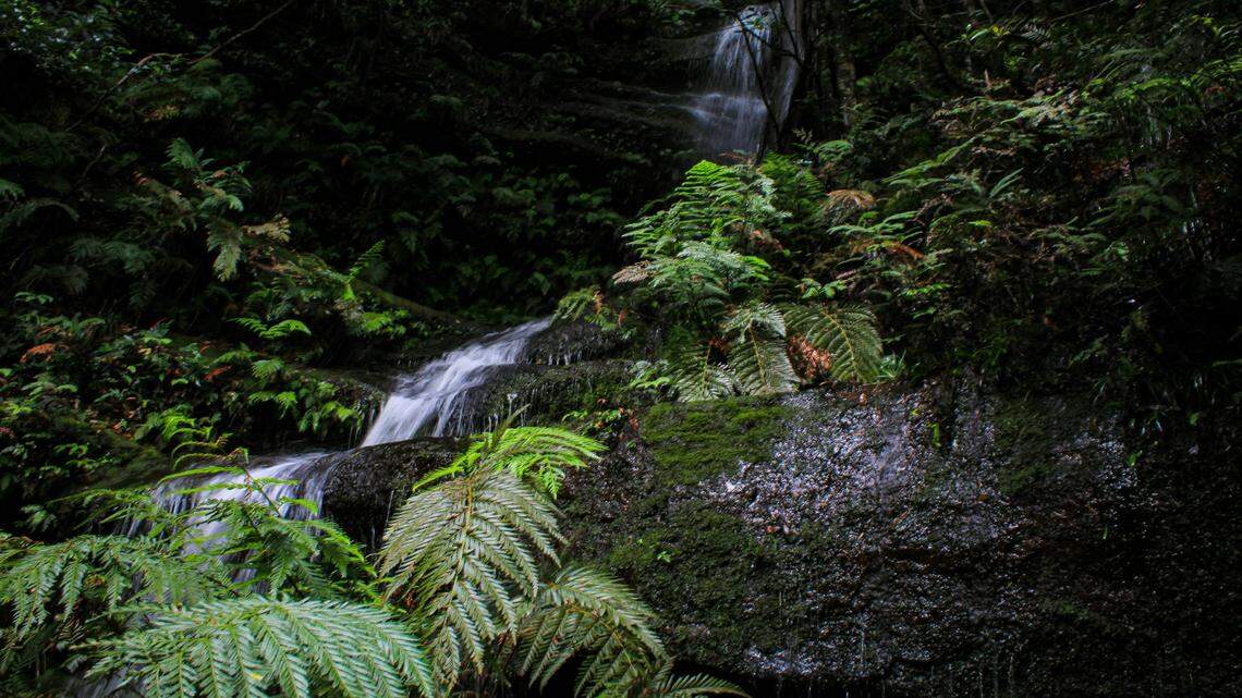 In a national park in Vietnam, a new species was found in a ranger station water tank.