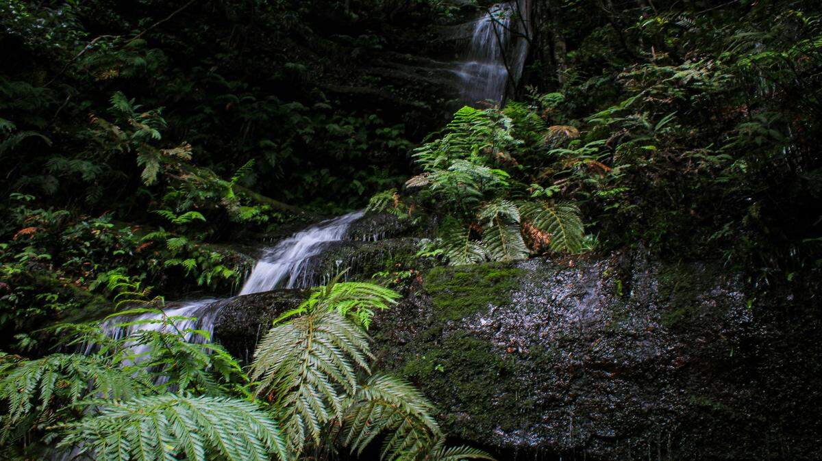 In a national park in Vietnam, a new species was found in a ranger station water tank.
